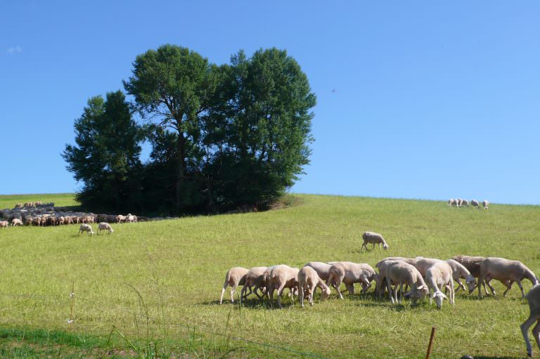 Brebis en pâture